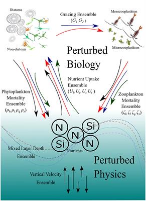 Perturbed Biology and Physics Signatures in a 1-D Ocean Biogeochemical Model Ensemble